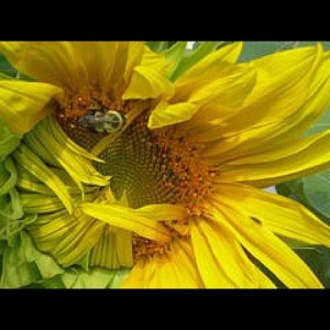 SunFlower and Bee