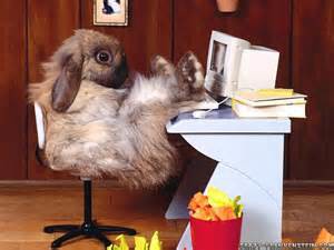 working rabbit